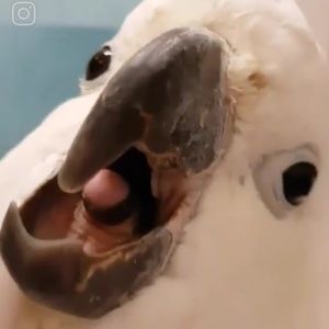 Meet your Posher, Eli